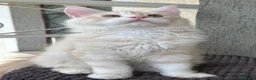 Maine Coon gatti in vendita: Maschio Maine Coon  - Annuncio 6