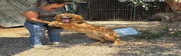 Meticcio cani in regalo: 11 mesi, carattere splendido  - Annuncio 2