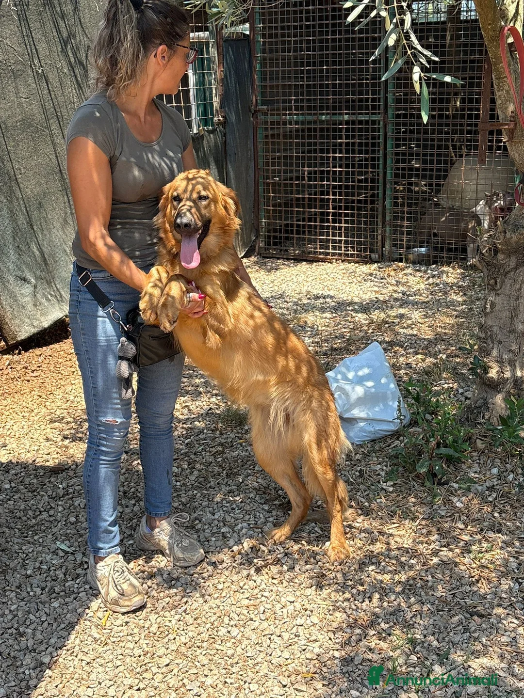 Meticcio cani in regalo: 11 mesi, carattere splendido  - Annuncio 2