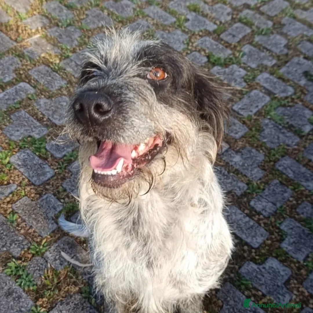 Meticcio cani in regalo: LUIGI dolce cagnolino 3 anni e mezzo cerca casa - Annuncio 2