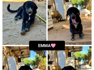 Altre razze cani emma - Annuncio 26