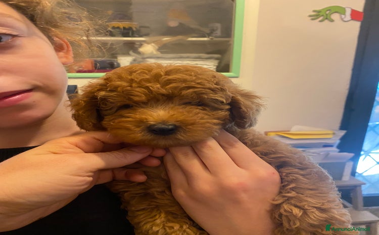 Barboncino Toy cani - Annuncio 1