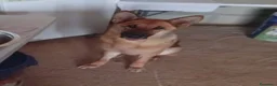 Pastore Tedesco cani in regalo: Bella 6anni Pastore Ted. nn può tornare in canile - Annuncio 8