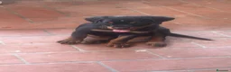 Rottweiler cani in vendita: Cuccioli di Rottweiler  - Annuncio 7