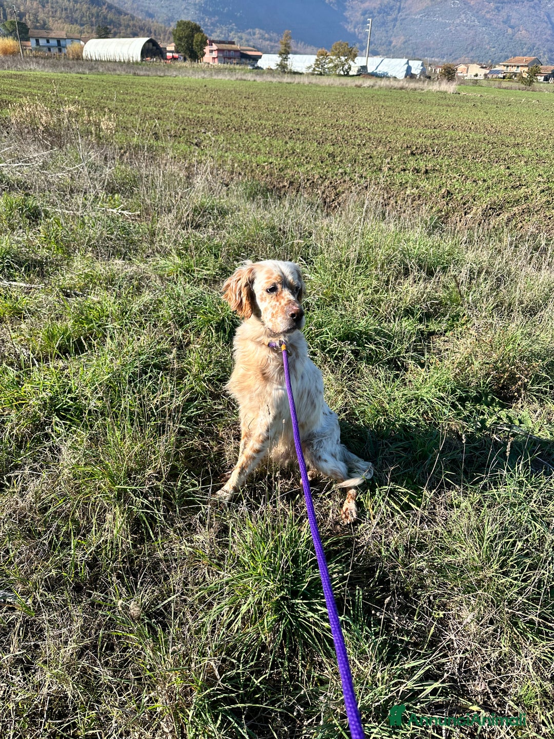 Setter Inglese cani in regalo: Cooper - Annuncio 3