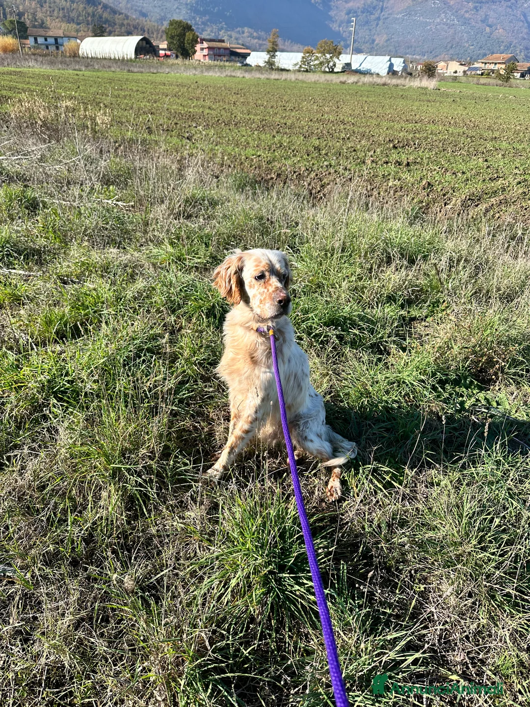 Setter Inglese cani in regalo: Cooper - Annuncio 2