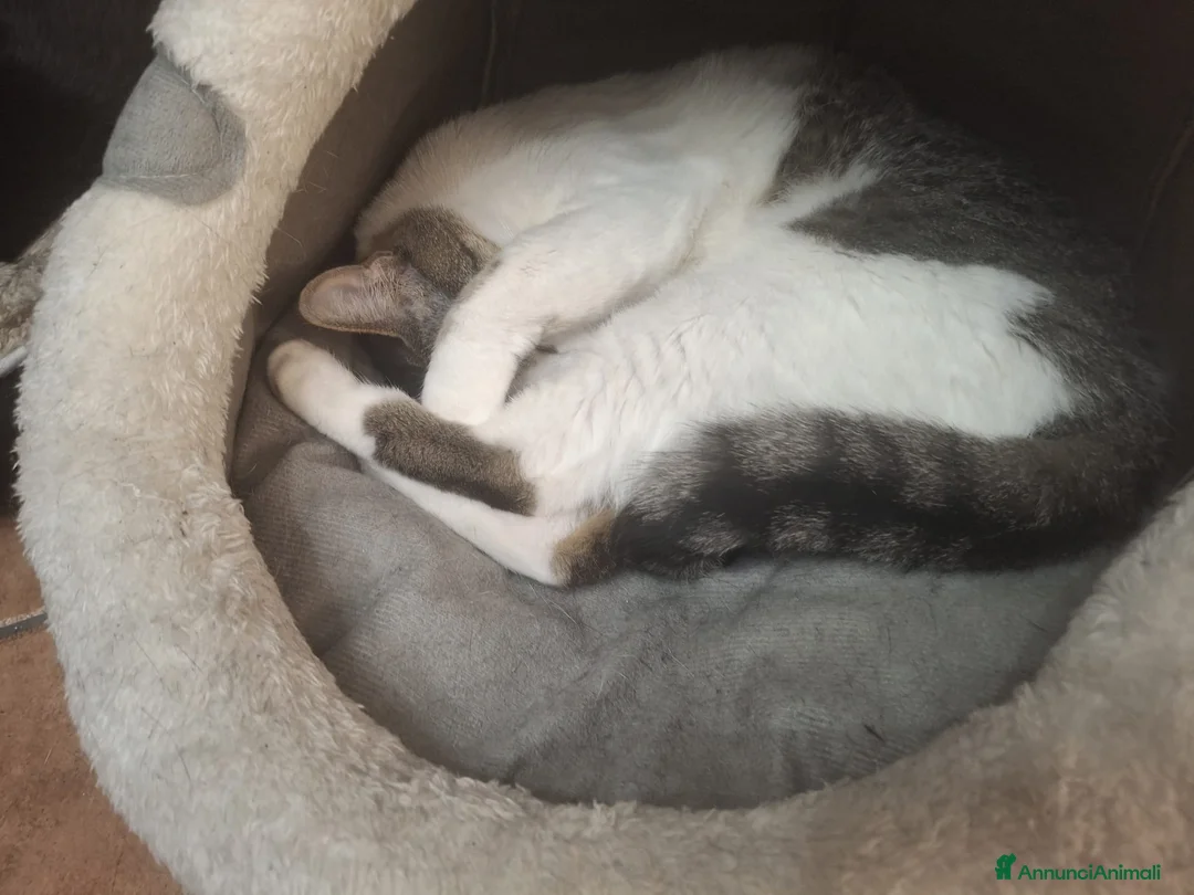 Europeo gatti in regalo: Tigratino bicolore  - Annuncio 2