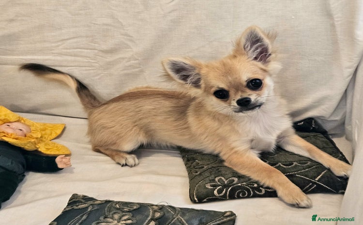 Chihuahua cani - Annuncio 6