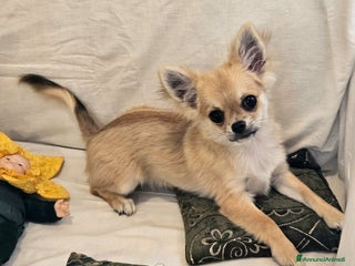 Chihuahua cani Chihuahua maschio a pelo lungo con Pedegree Enci - Annuncio 16