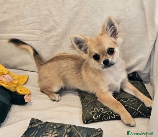 Chihuahua cani - Annuncio 5