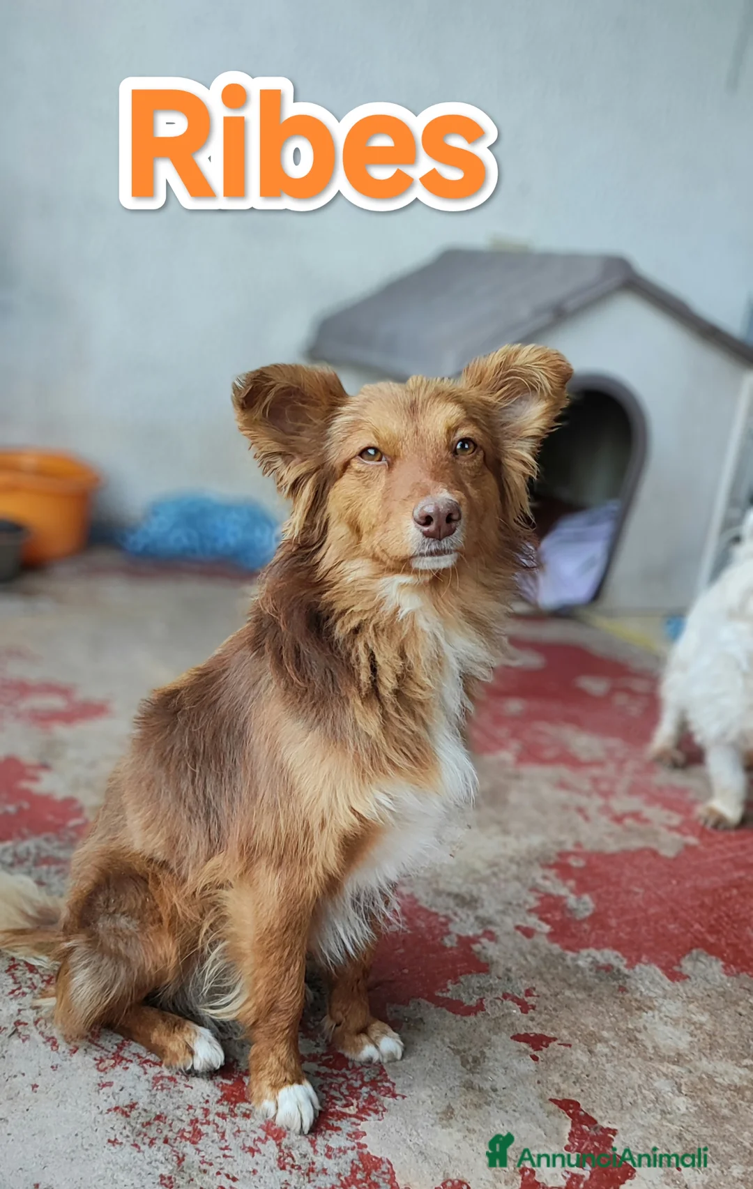 Meticcio cani in regalo: Ribes cucciolo cerca famiglia a Provincia autonoma di Trento - Annuncio 1