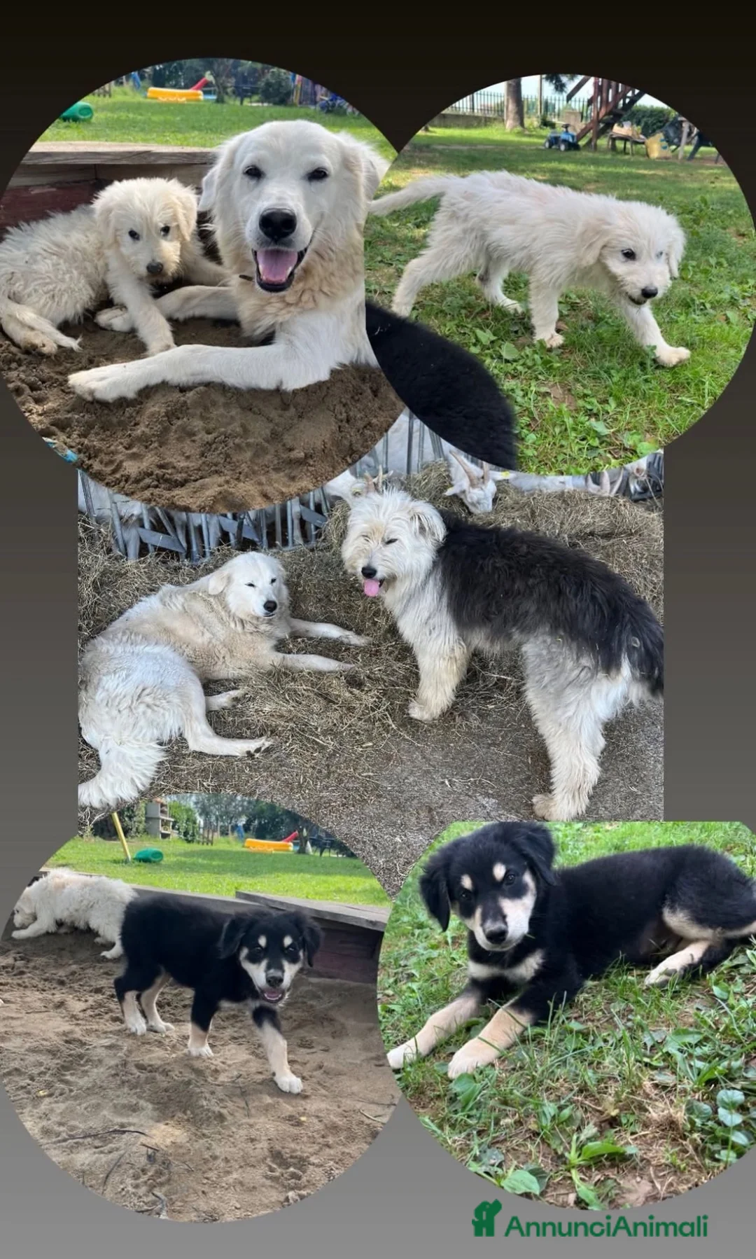 Meticcio cani in regalo: Due cuccioli incrocio pastore cercano casa a Provincia di Bergamo - Annuncio 2