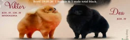 Volpino Pomerania cani in vendita: spitz tedesco nano pomerania nero a Provincia di Rimini - Annuncio 2