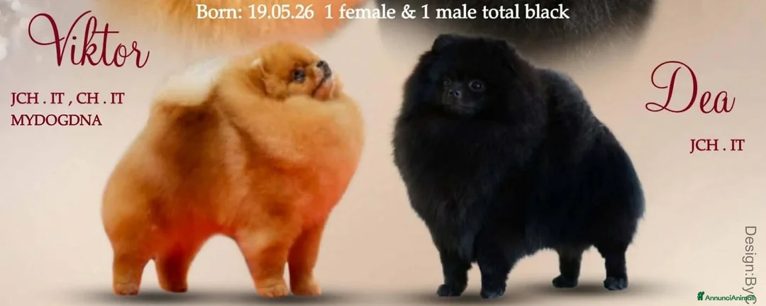 Volpino Pomerania cani in vendita: spitz tedesco nano pomerania nero a Provincia di Rimini - Annuncio 2