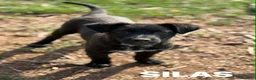 Meticcio cani in regalo: SILAS, cucciolotto in nero ignorato da tutti. - Annuncio 4