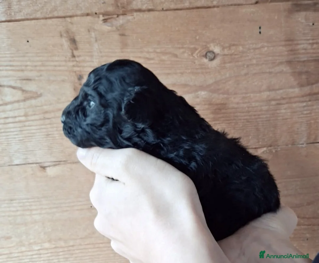 Barboncino Toy cani in vendita: Cuccioli di Barboncino Toy Nero - Total Black - Annuncio 5
