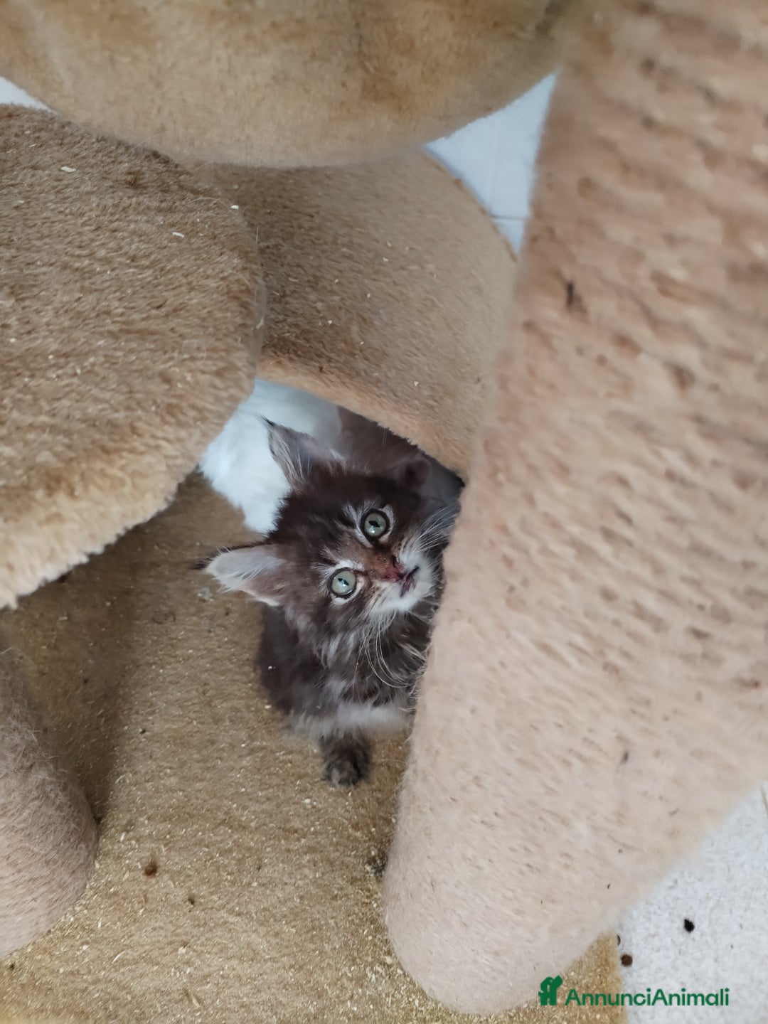 Maine Coon gatti in vendita: Maine coon  - Annuncio 3