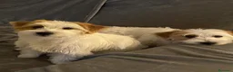 Jack Russell cani in vendita: Cuccioli di Jack Russell Terrier Puri  - Annuncio 3