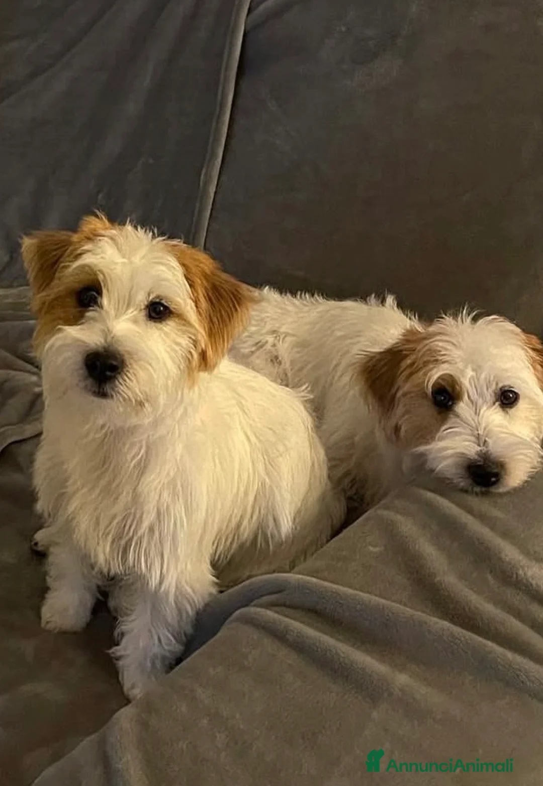 Jack Russell cani in vendita: Cuccioli di Jack Russell Terrier Puri  - Annuncio 3
