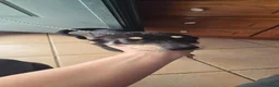Meticcio cani in regalo: Regalo cuccioli futura taglia medio-grande  - Annuncio 5