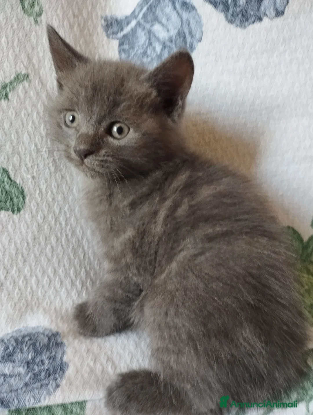 Certosino gatti in vendita: Certosini  - Annuncio 3