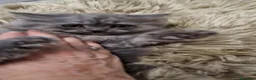 Persiano gatti in vendita: Gattino persiano maschio cucciolo - Annuncio 3