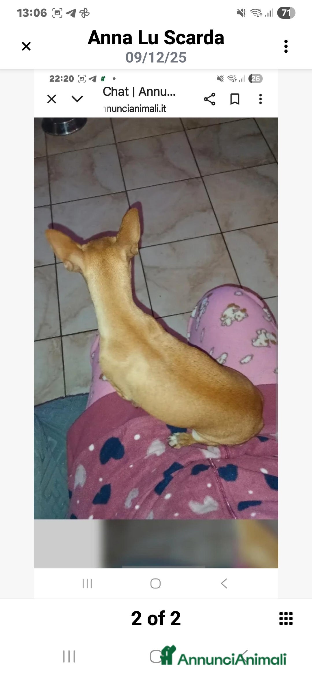 Chihuahua cani in vendita: Cuccioli di Chihuahua - Annuncio 3