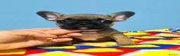 Bulldog Francese cani in vendita: Cuccioli di Bulldog francese - Annuncio 15