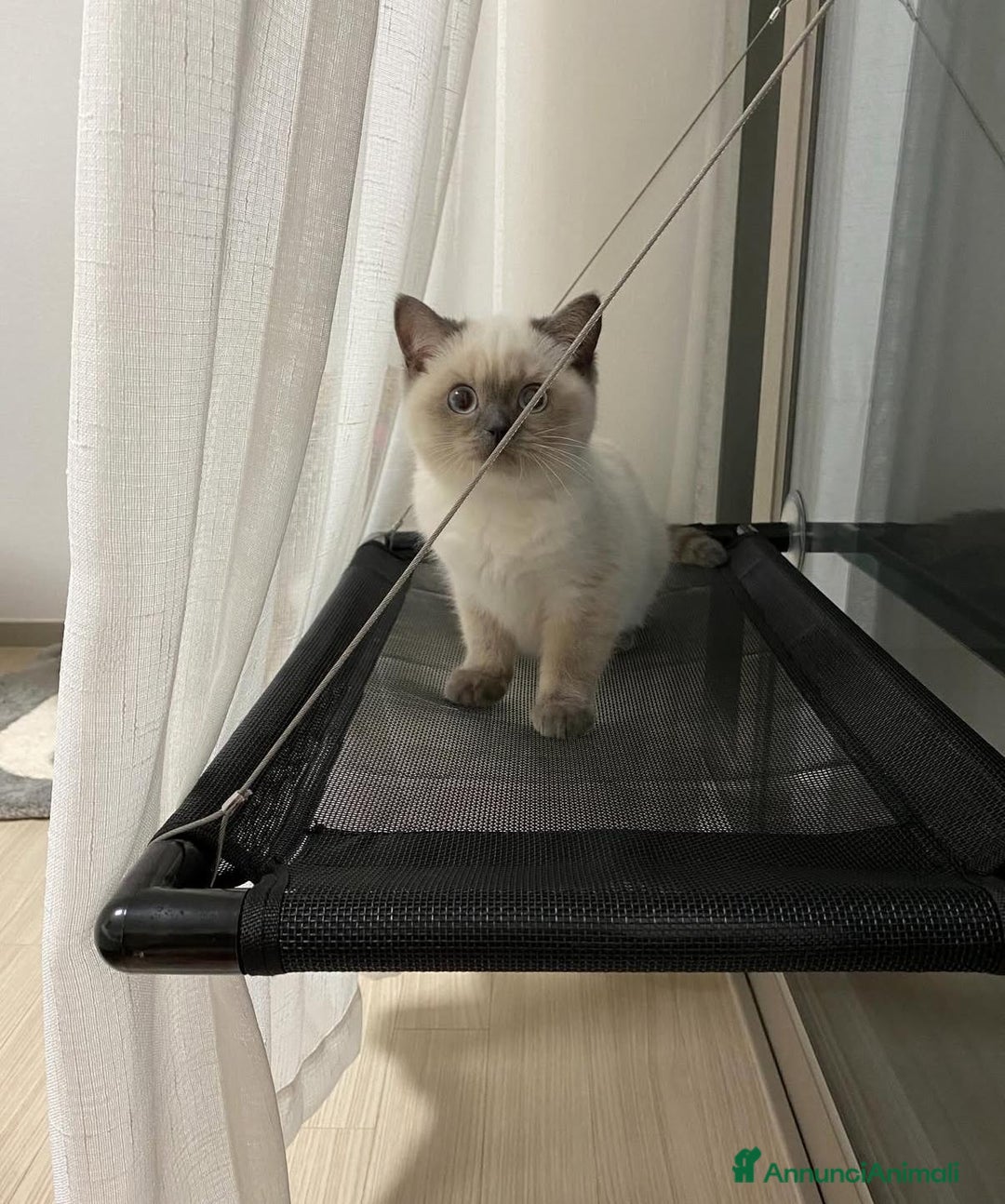 British gatti in vendita: Cuccioli di british  - Annuncio 5