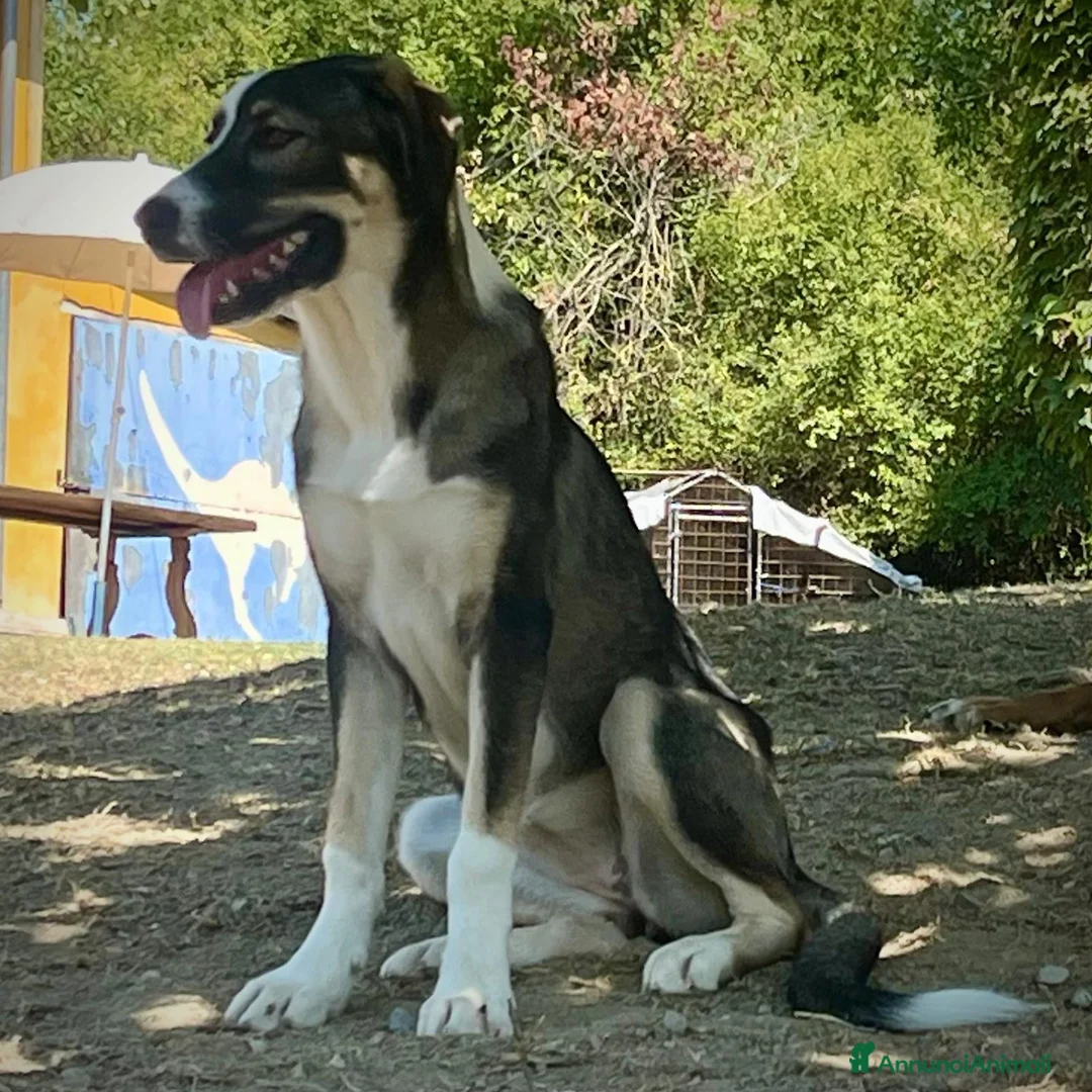 Pastore Asia Centrale cani in vendita: Cucciolona di Pastore dell’AsiaCentrale - Annuncio 5