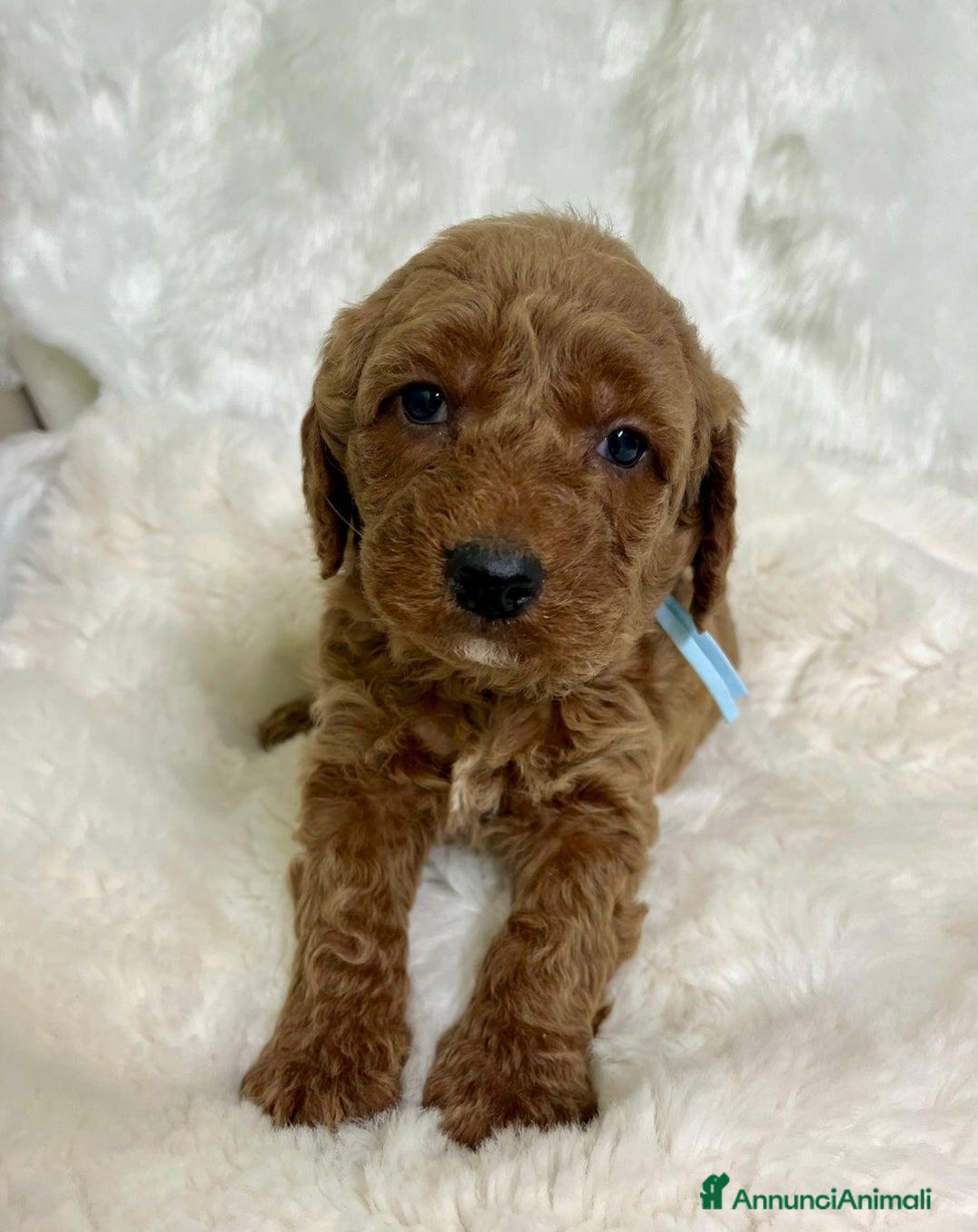 Golden Retriever cani in vendita: Australian Golden DoubleDoodle - Annuncio 26