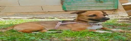 Meticcio cani in regalo: Cucciola femmina taglia piccola - Annuncio 2