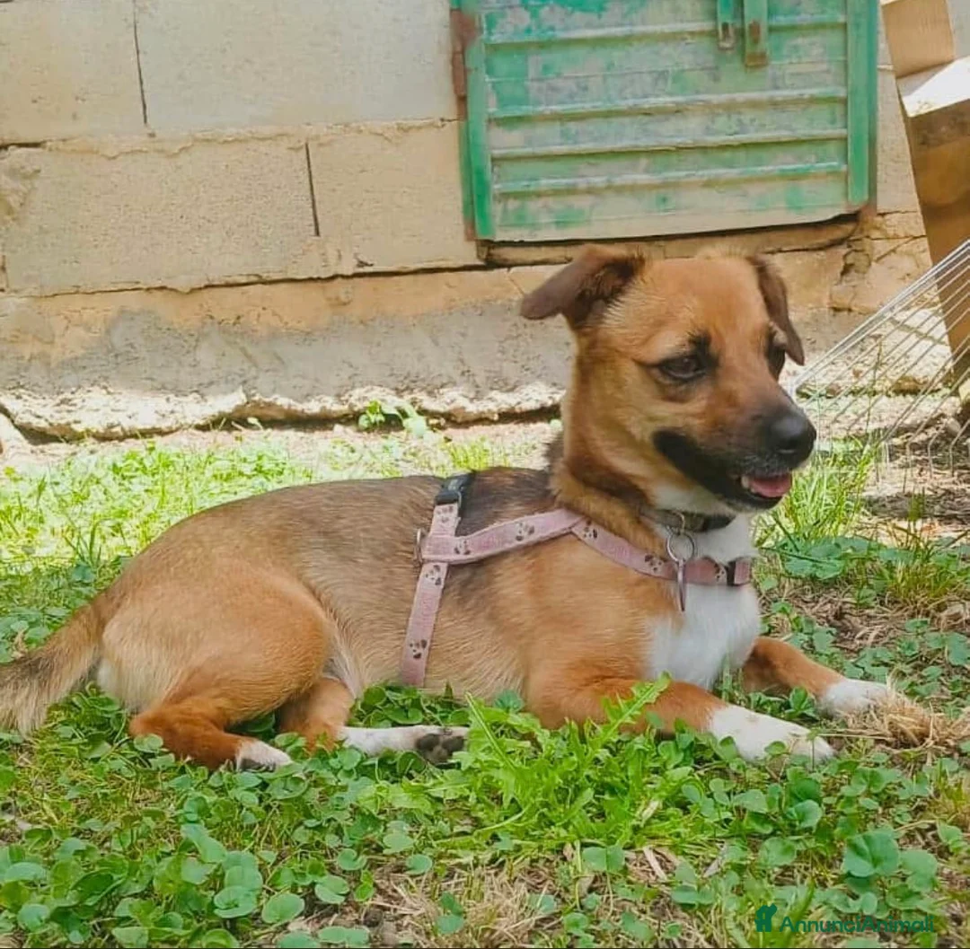 Meticcio cani in regalo: Cucciola femmina taglia piccola - Annuncio 2