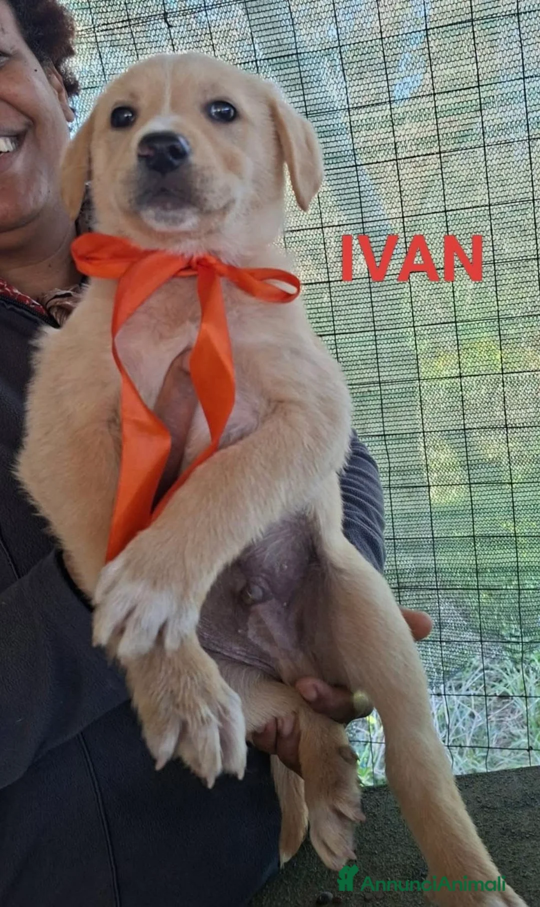 Meticcio cani in regalo: Splendidi cuccioli simil labrador ma più belli - Annuncio 2