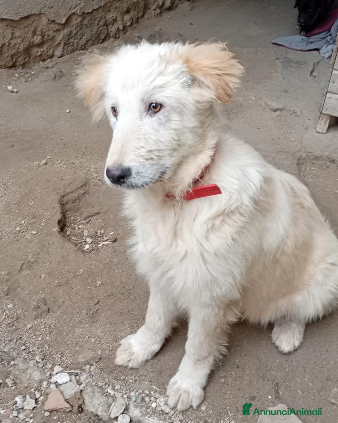 Meticcio gatti in regalo: AKY MIX GOLDEN/MAREMMANO  - Annuncio 4