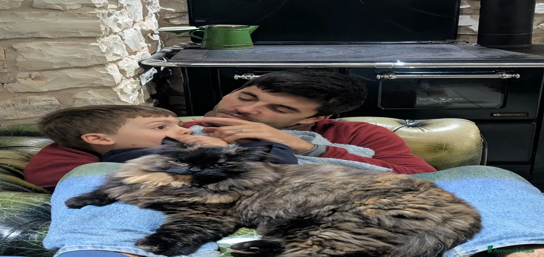 Immagine della galleria {{count}}