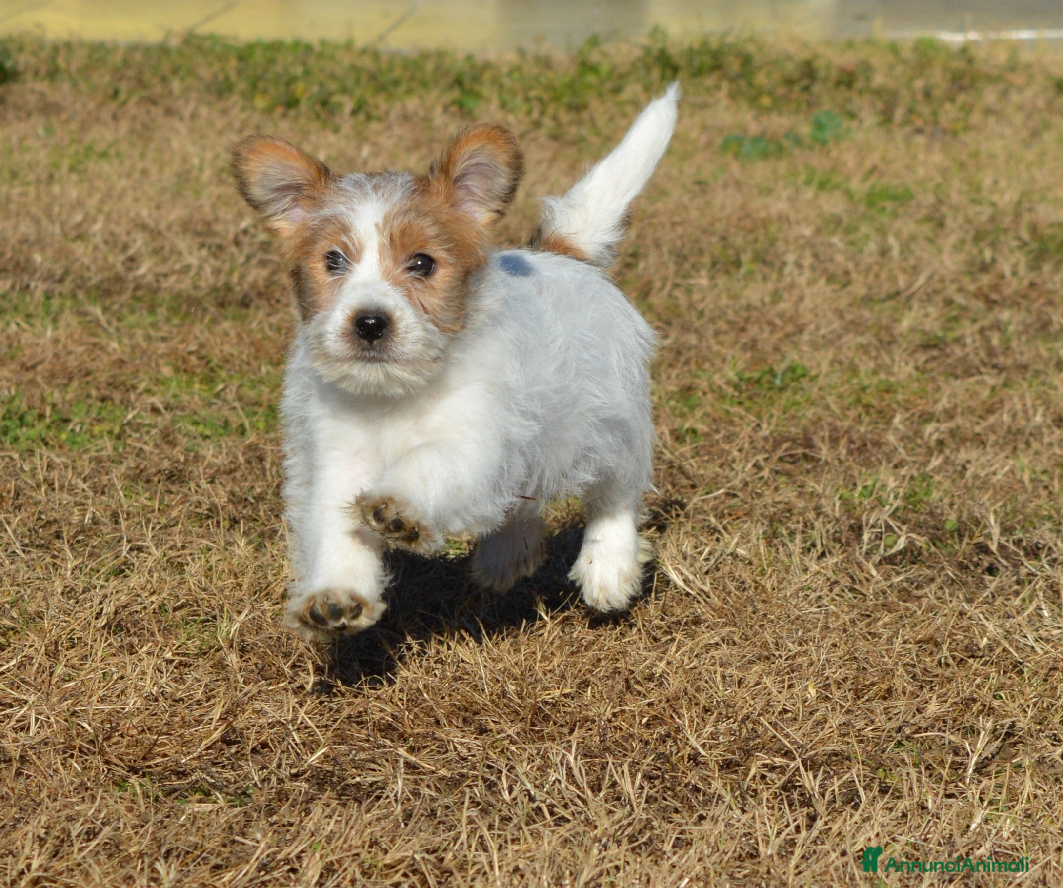 Jack Russell cani Cucciolo puffoso Jack russell terrier a pelo duro  - Annuncio 1