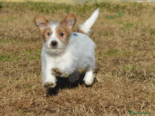 Jack Russell cani Cucciolo puffoso Jack russell terrier a pelo duro - Annuncio 1
