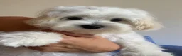 Maltese cani in vendita: Cucciolo di maltese - Annuncio 4