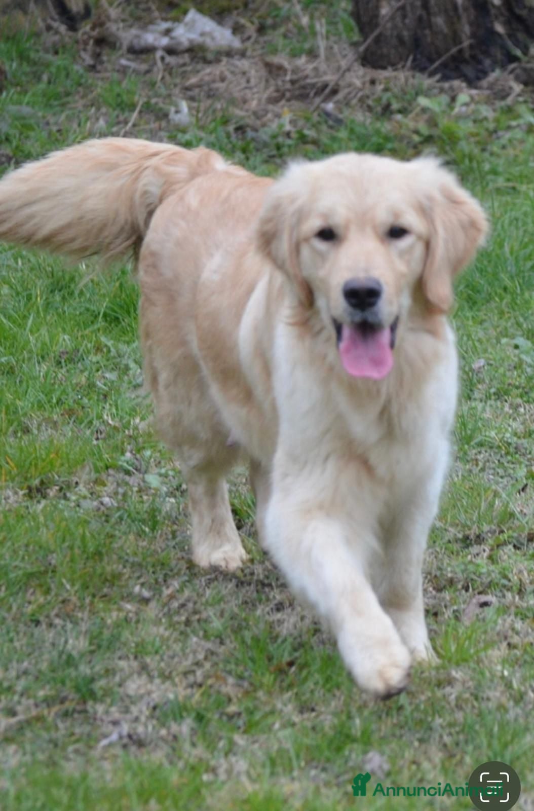 Golden Retriever cani YAGO  - Annuncio 18