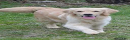 Golden Retriever cani per accoppiamento: YAGO  - Annuncio 1