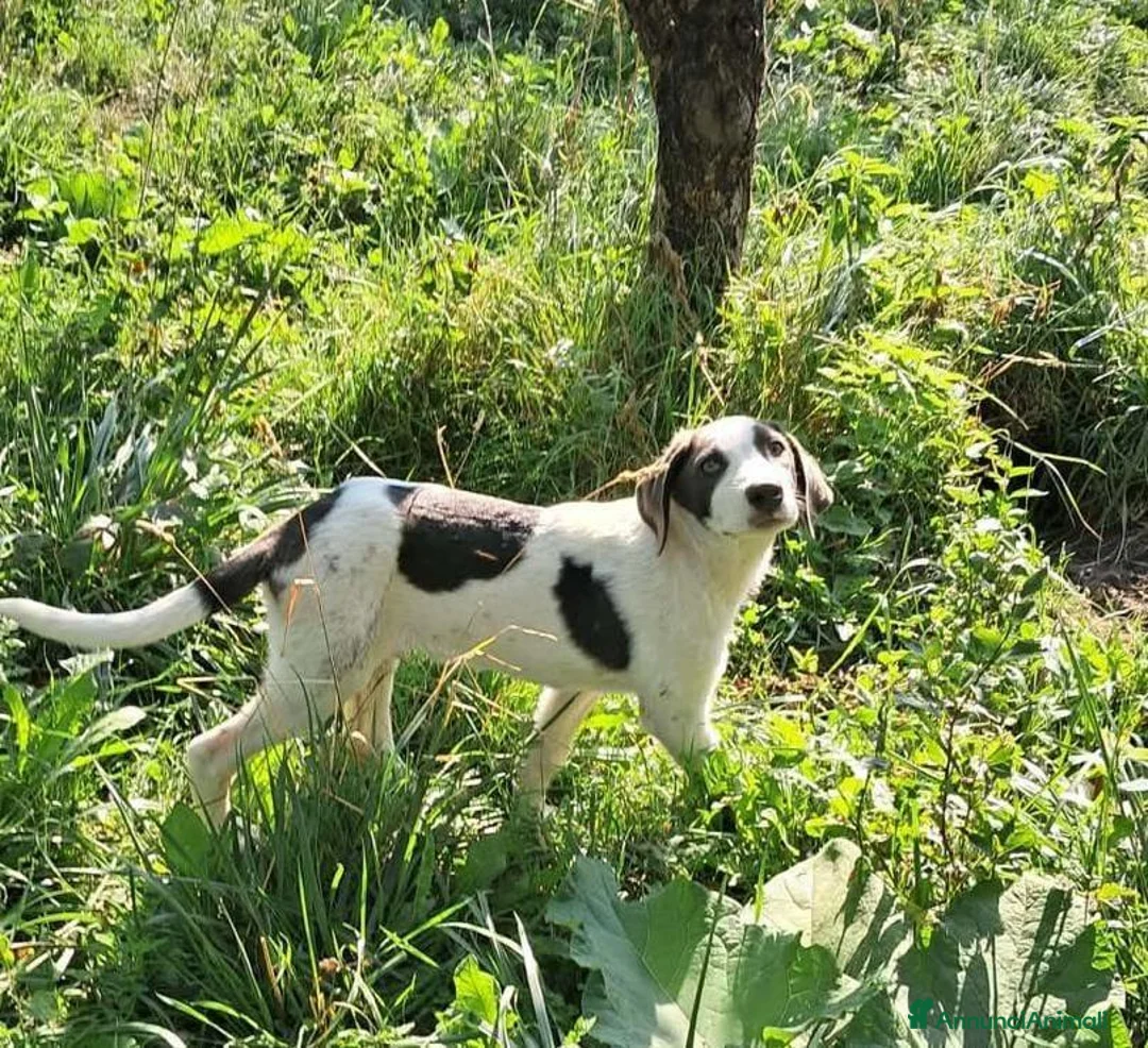 Meticcio cani in regalo: Gary 4mesi tg media a breve  in arrivo a MILANO. - Annuncio 3
