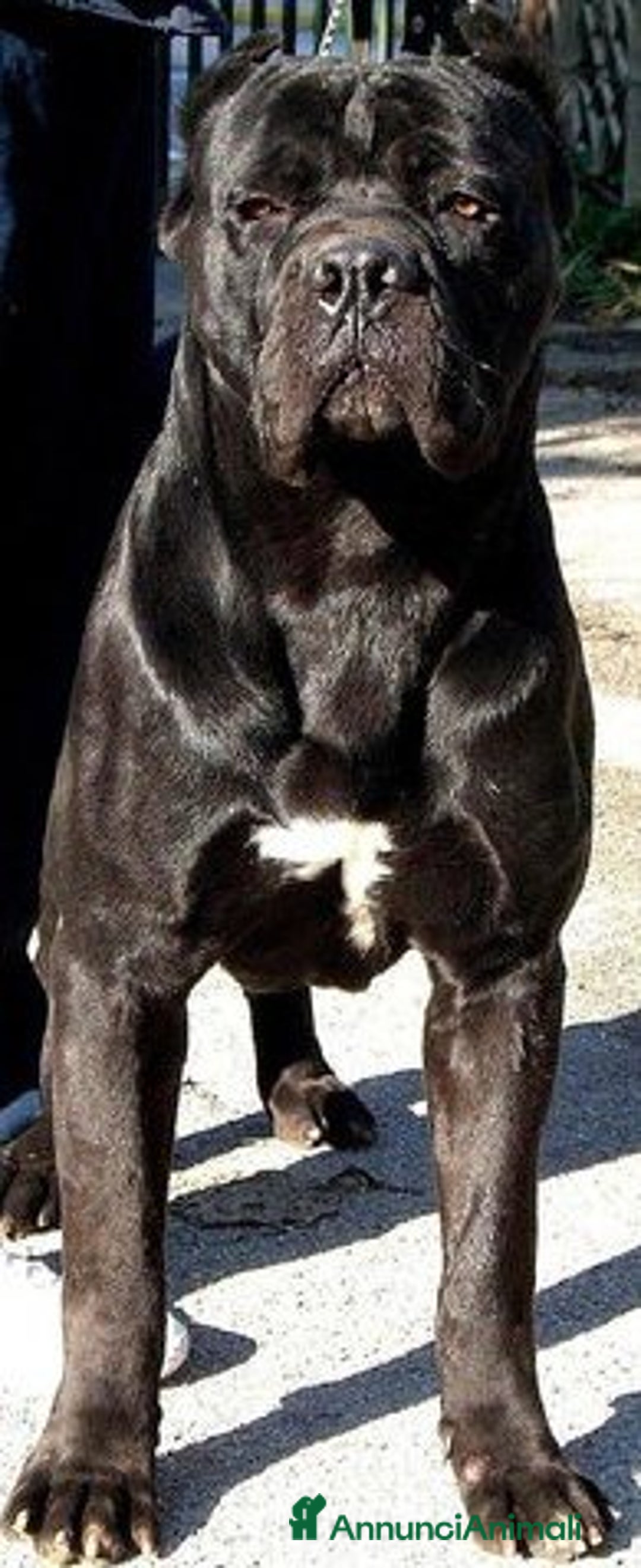 Immagine della galleria {{count}}