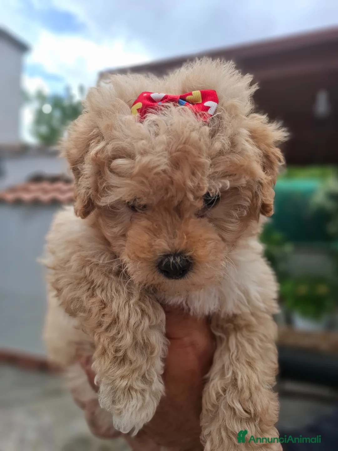 Barboncino cani in vendita: Barboncina Toy  - Annuncio 2