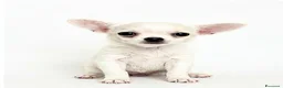 Chihuahua cani in vendita: Chihuahua a pelo corto - Annuncio 3