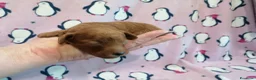 Barboncino Toy cani in vendita: Barboncina Toy femmina - Annuncio 4