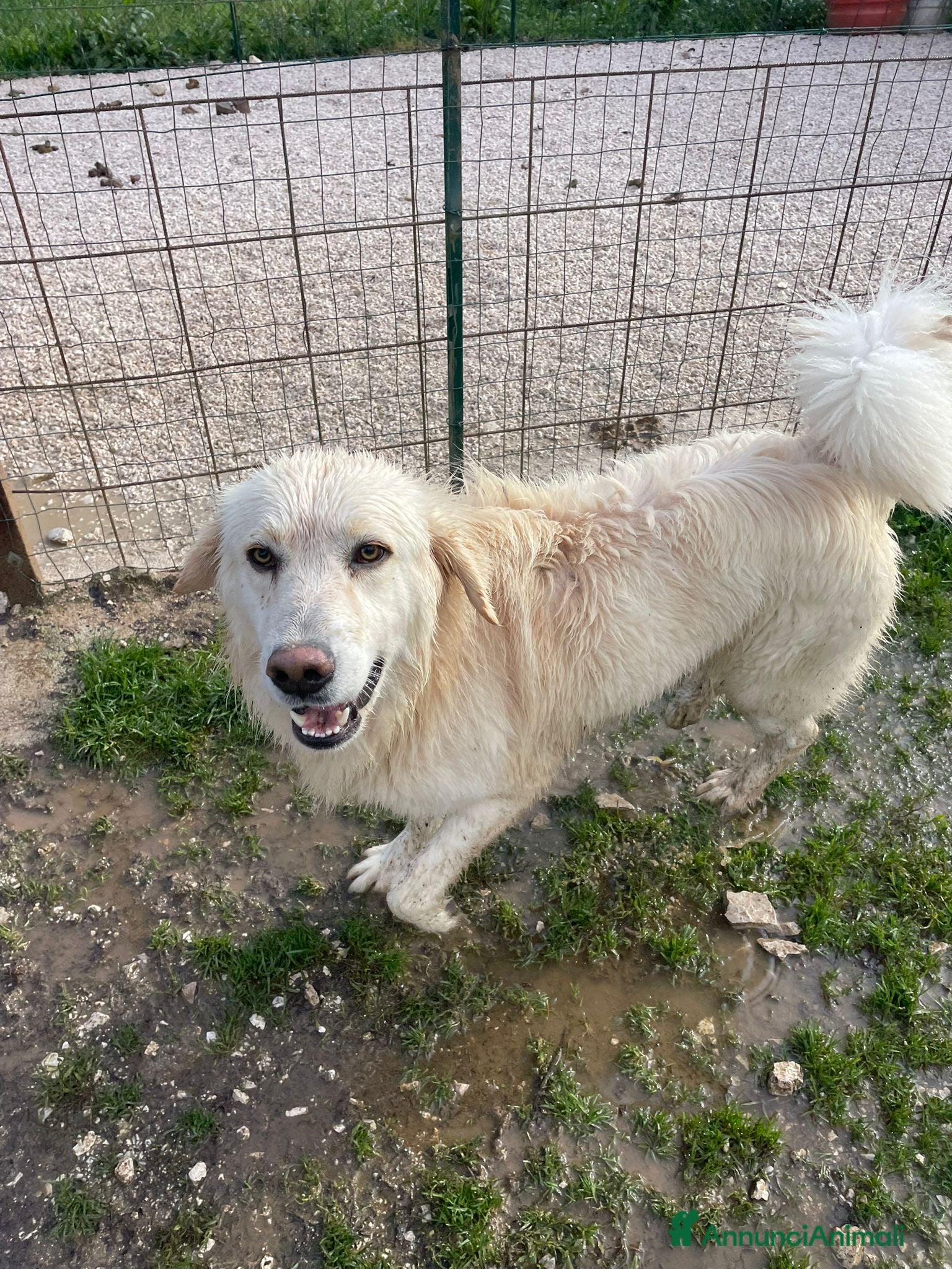 Meticcio cani MI ADOTTI? - Annuncio 1