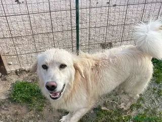 Meticcio cani MI ADOTTI? - Annuncio 23