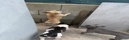 Bulldog Francese cani in vendita: Cuccioli di Bulldog Francese disponibili a Città metropolitana di Catania - Annuncio 3