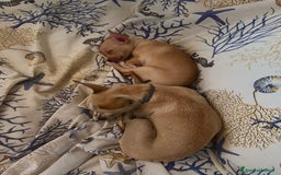 Chihuahua cani in vendita: Cucciolo di chihuahua  - Immagine 2